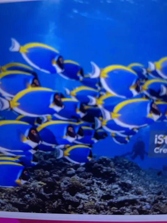 Striped Bass Surprise: Epic Catch on Florida Shark Expedition